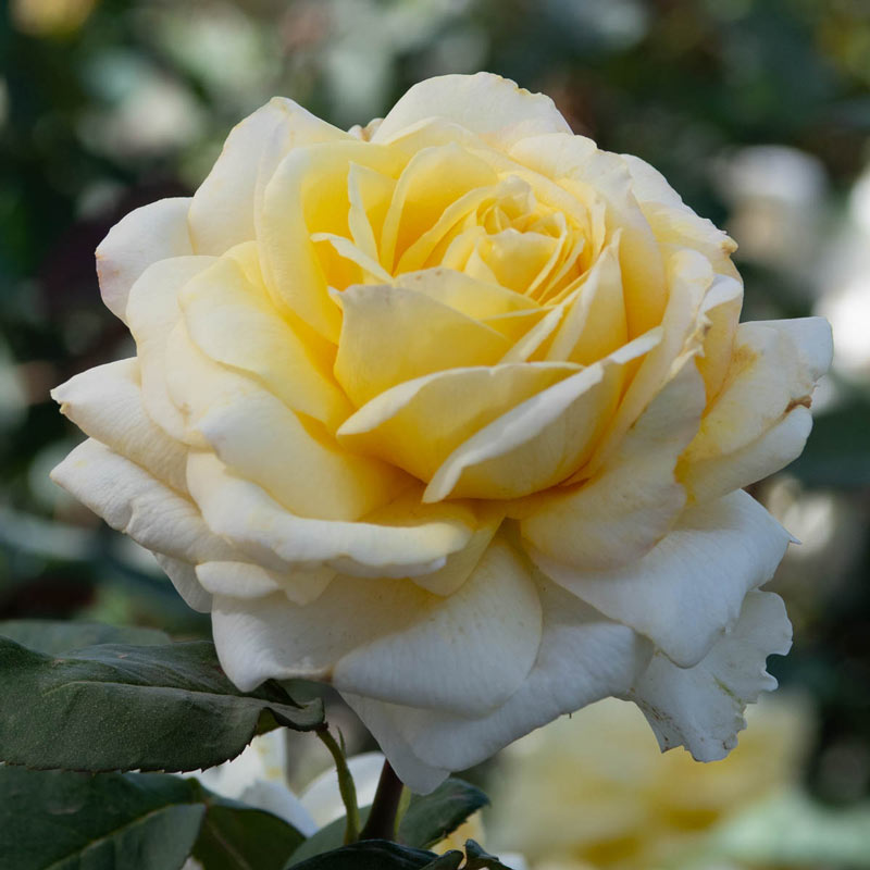 Chantilly Cream Hybrid Tea Rose  - Buy Roses