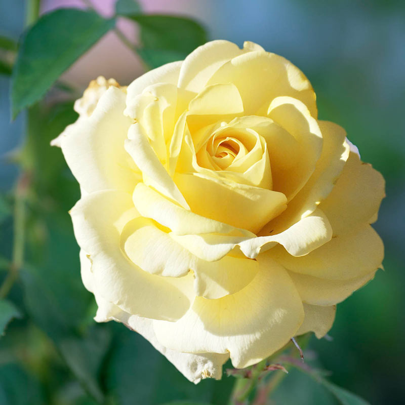 Chantilly Cream Hybrid Tea Rose  - Buy Roses