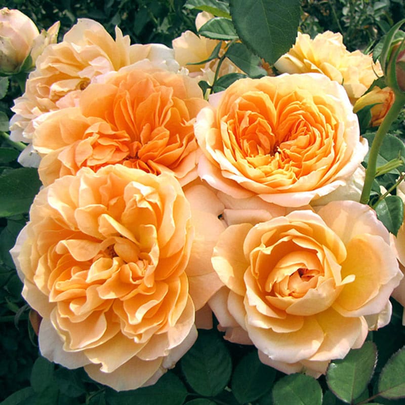 Forever Amber Floribunda Rose - Buy Floribunda Roses