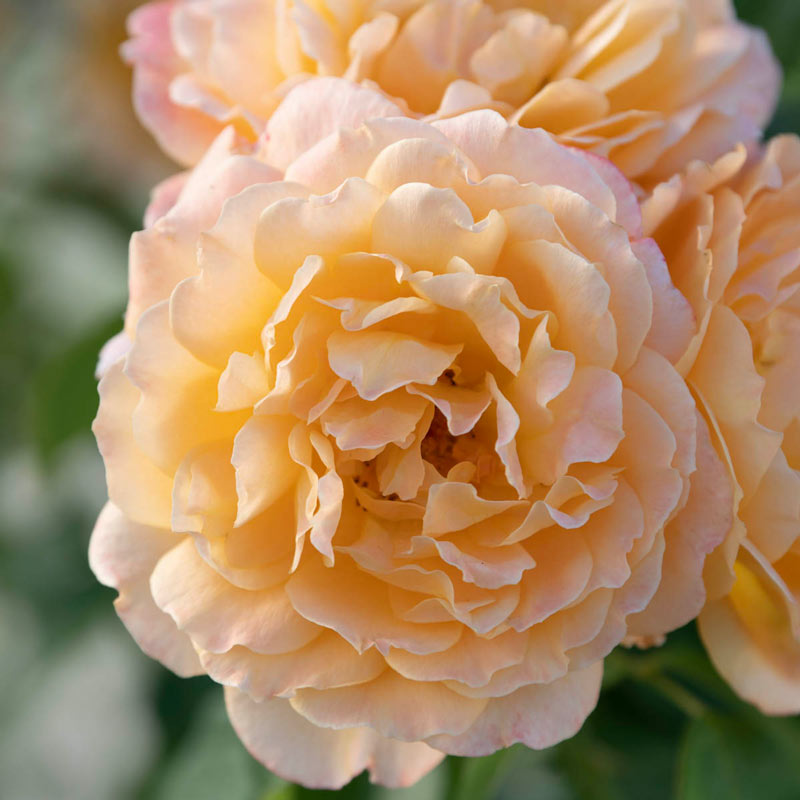 Forever Amber Floribunda Rose - Buy Floribunda Roses