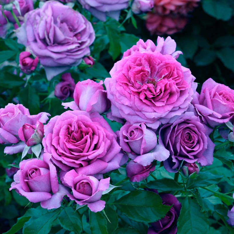 Sweet Madame Blue Floribunda Rose