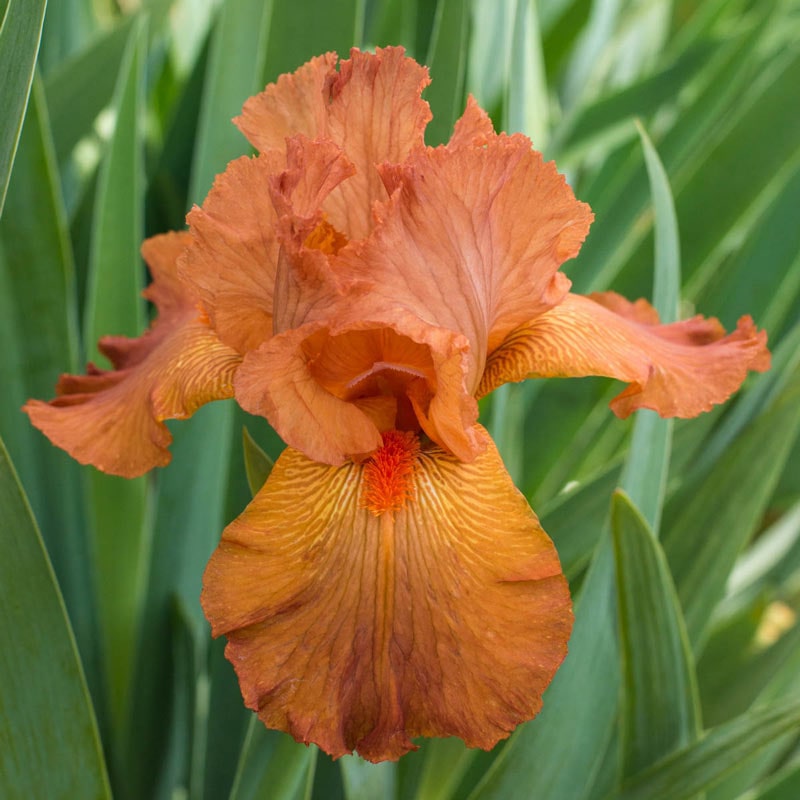 Hermes Bearded Iris - Buy Irises