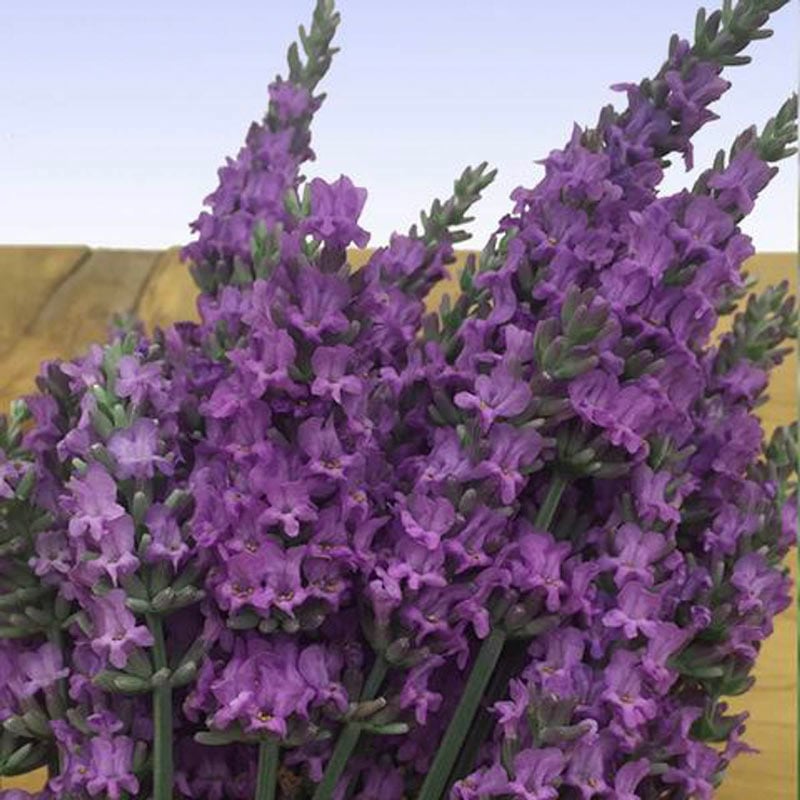 Sensational Lavender