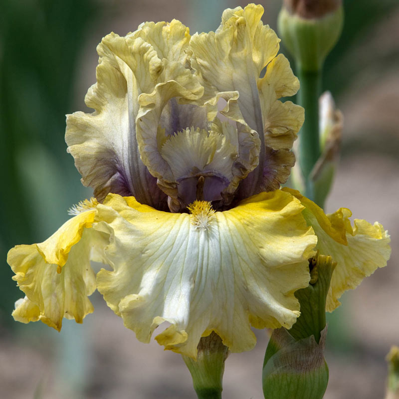 Monsoon Moon Bearded German Iris