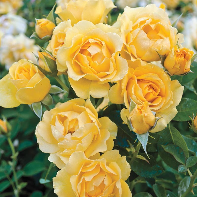 Buy Julia Child Floribunda Rose - Roses