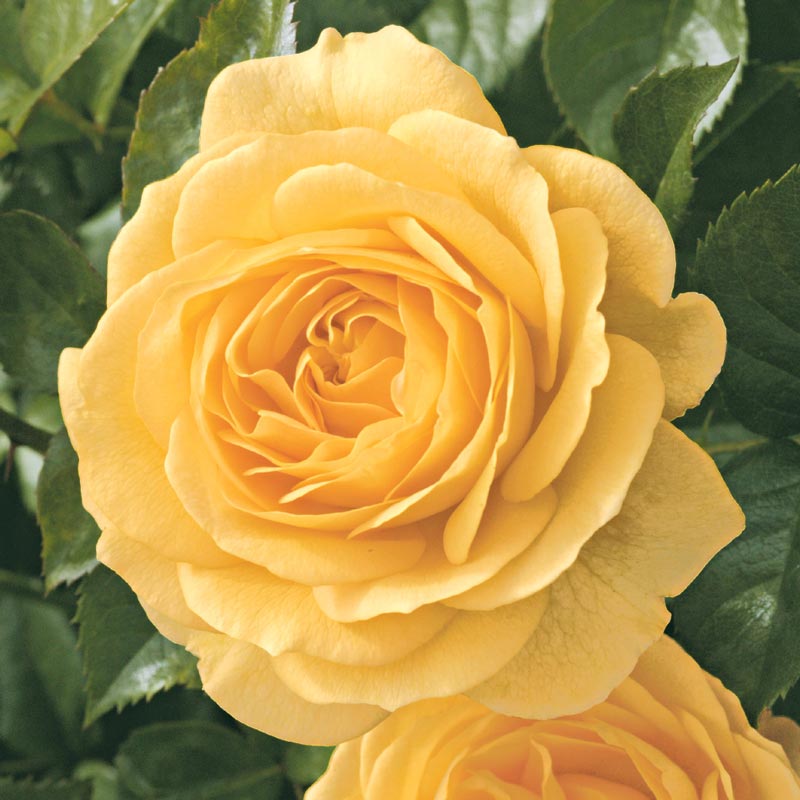 Buy Julia Child Floribunda Rose - Roses