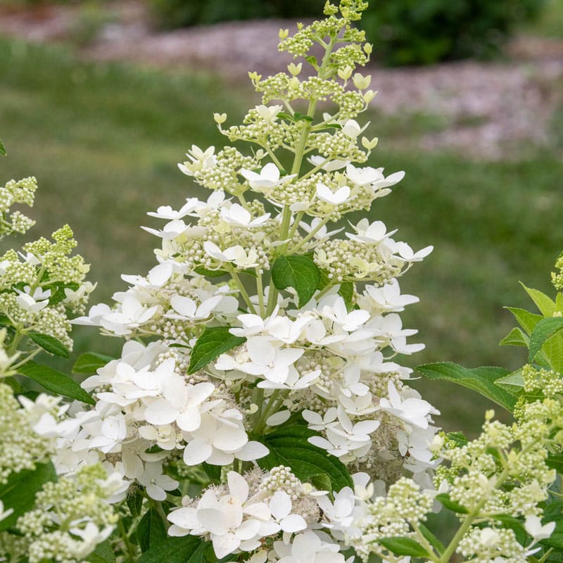 Confetti Hydrangea - Shop Hydrangea