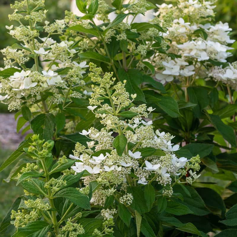 Confetti Hydrangea - Shop Hydrangea