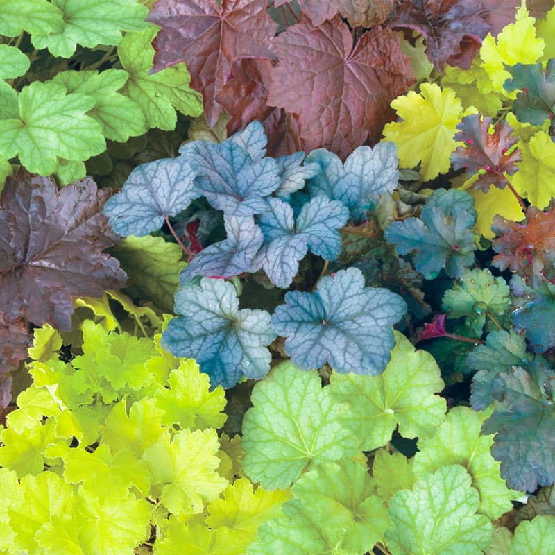 Mixed Coral Bells – Buy Heuchera