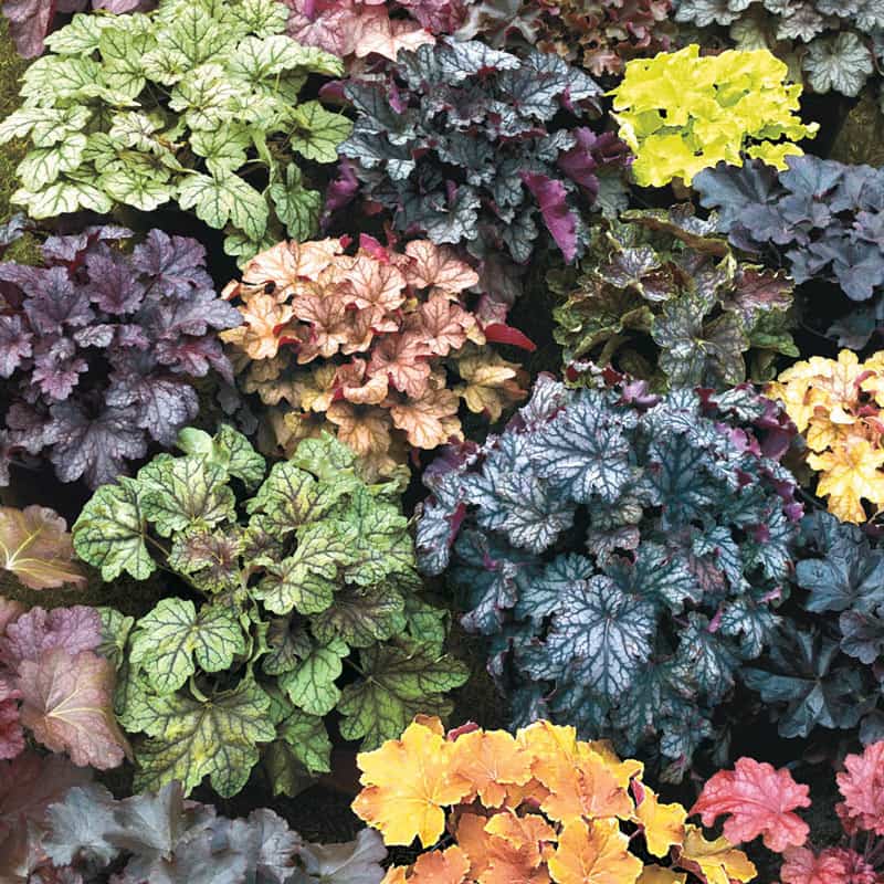 Mixed Coral Bells – Buy Heuchera