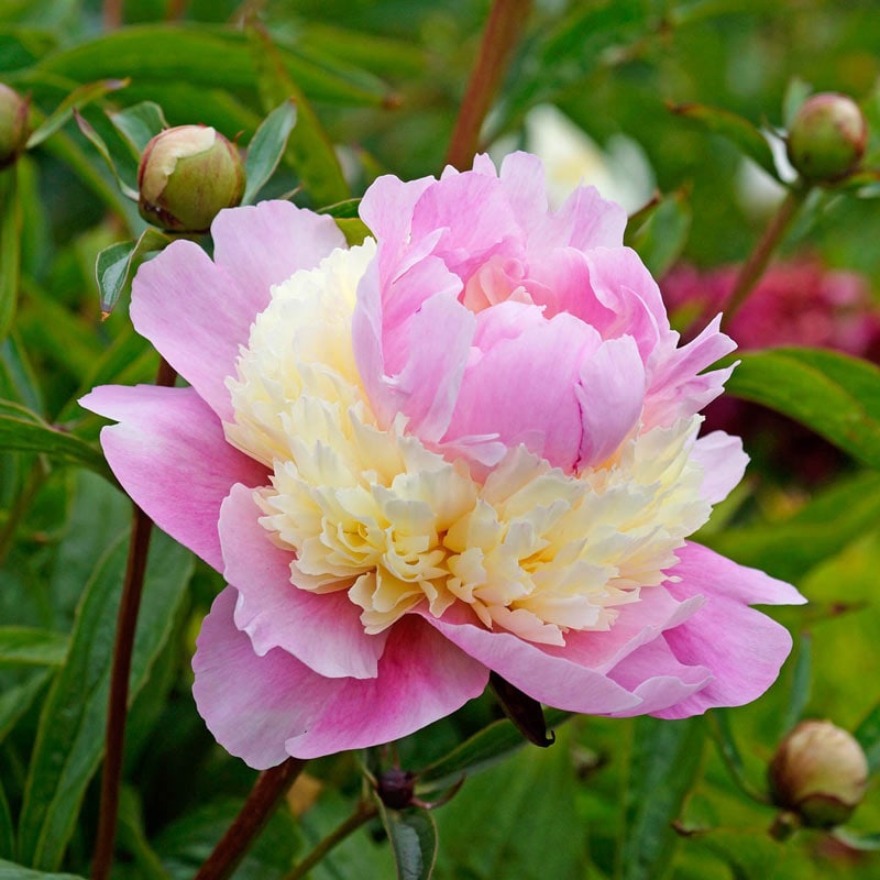 Buy Sorbet Peony