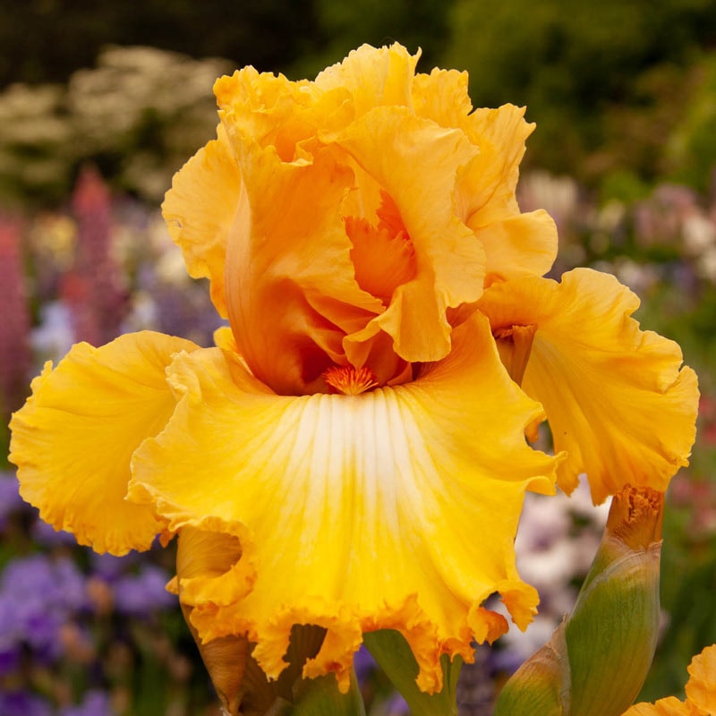 Classic Hues German Bearded Iris