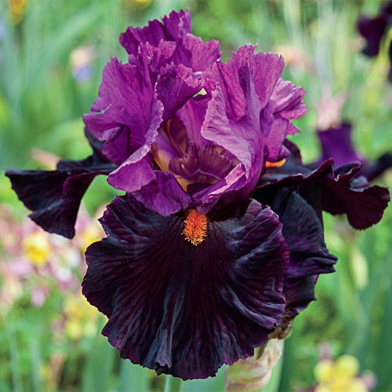 Fiery Temper German Iris On Sale At