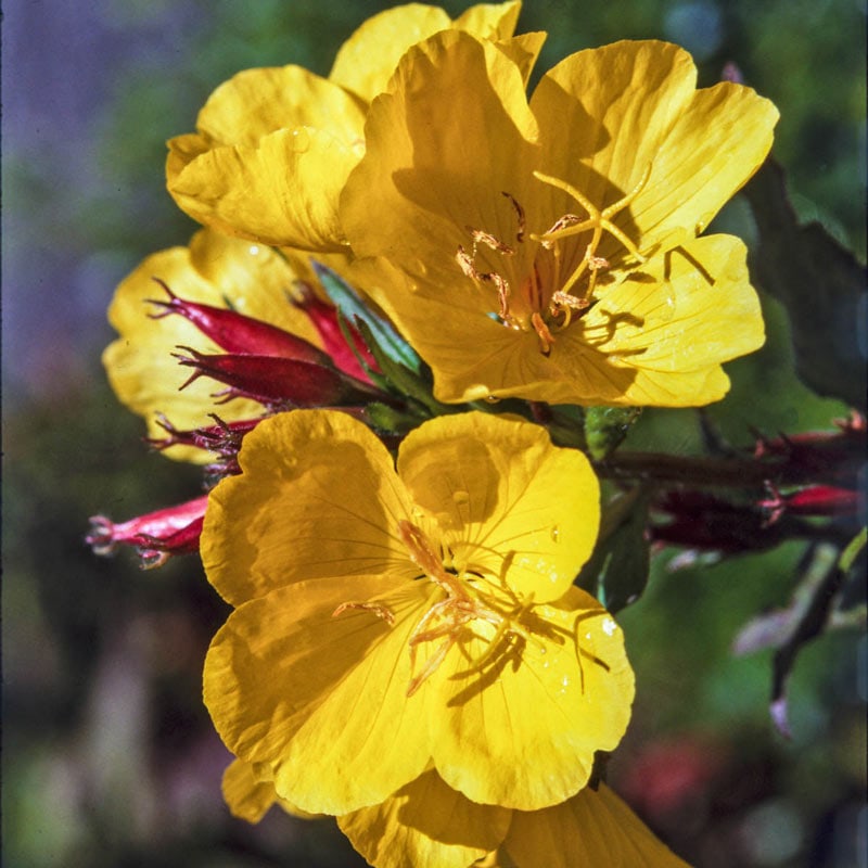 Buy Missouri Evening Primrose