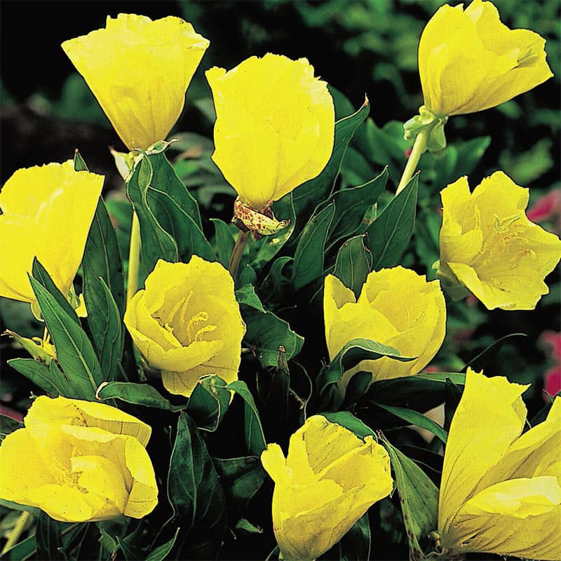 Buy Missouri Evening Primrose