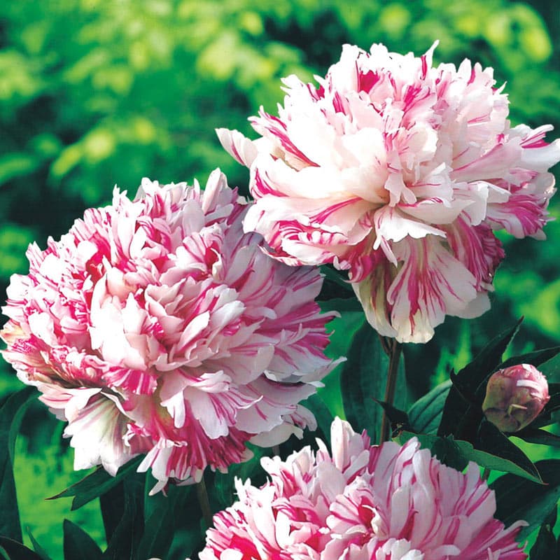 Kirinmaru Peony