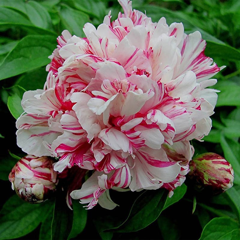 Kirinmaru Peony