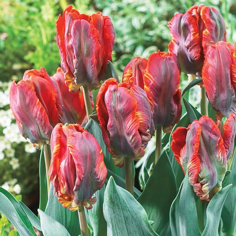 Blumex Parrot Tulips - Parrot Tulips For Sale
