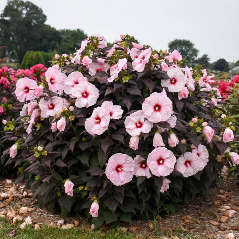 Dark Mystery Hibiscus