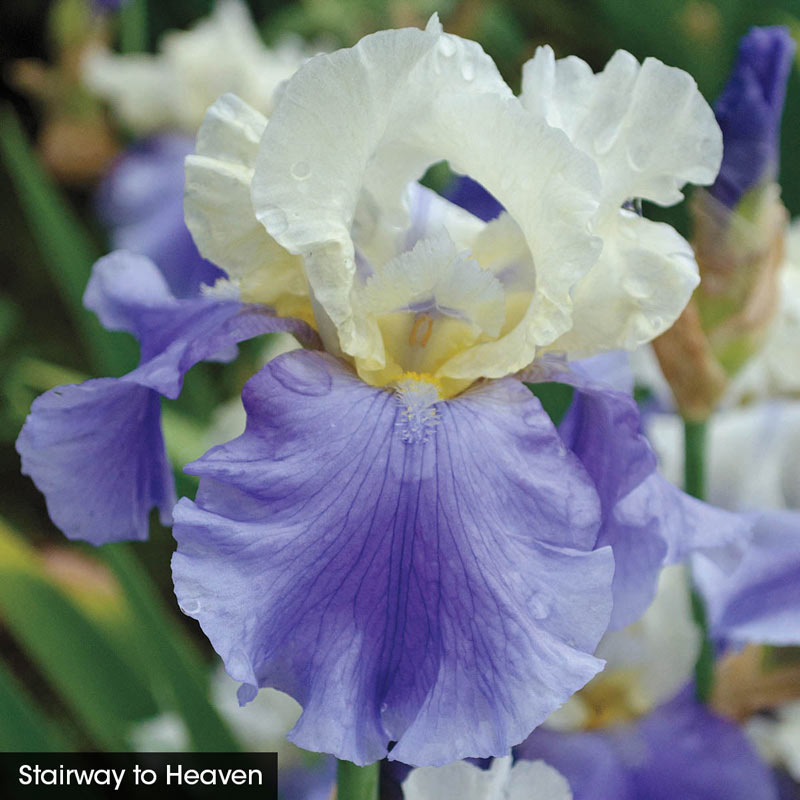 Give Me All The Blues Iris Collection