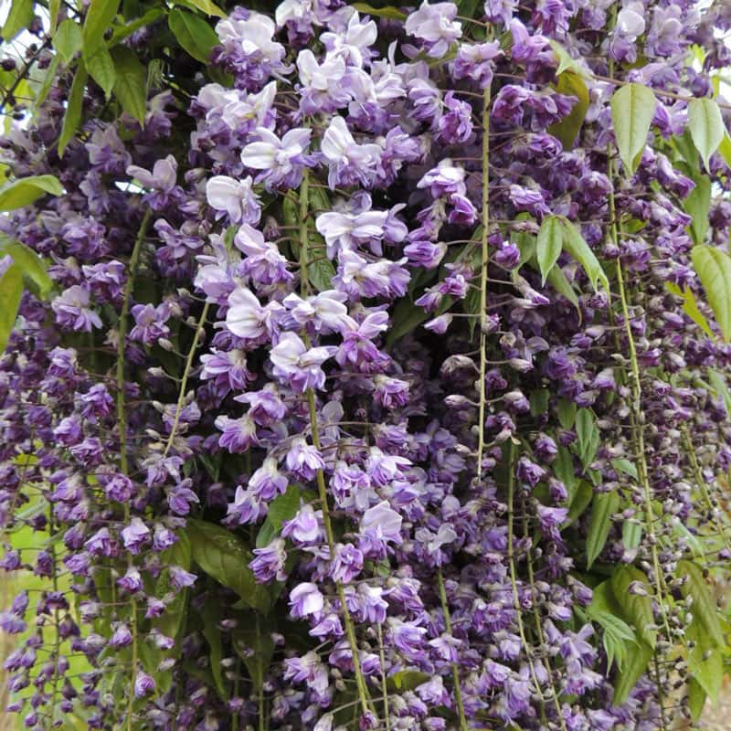 Jessye Wisteria