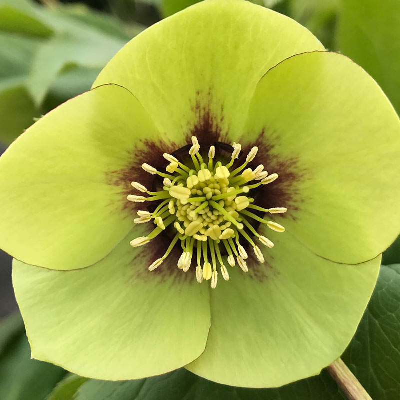 Irish Luck Lenten Rose