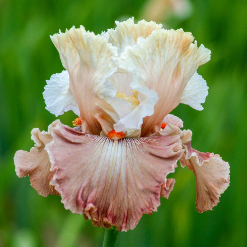 Champagne and Strawberries Iris - Shop Bearded Iris