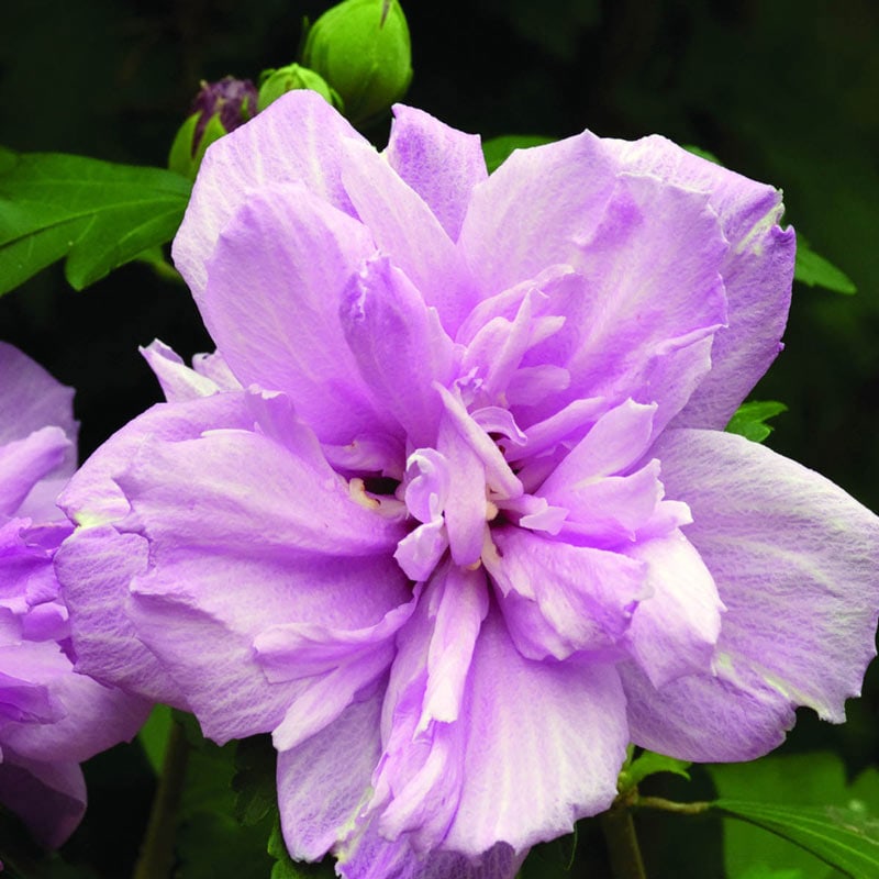 Ardens Hardy Hibiscus