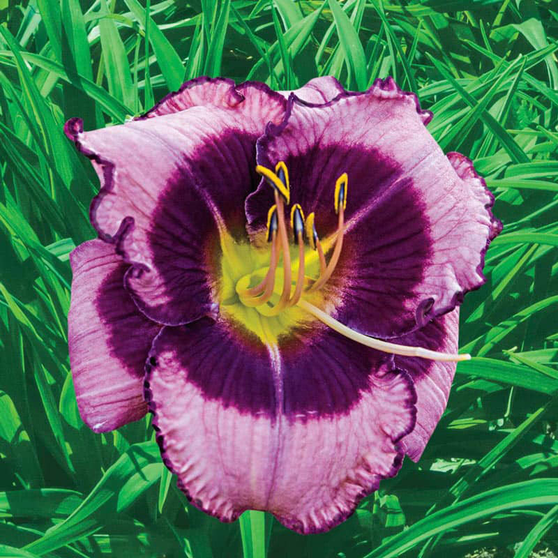 MacBeth Reblooming Daylily