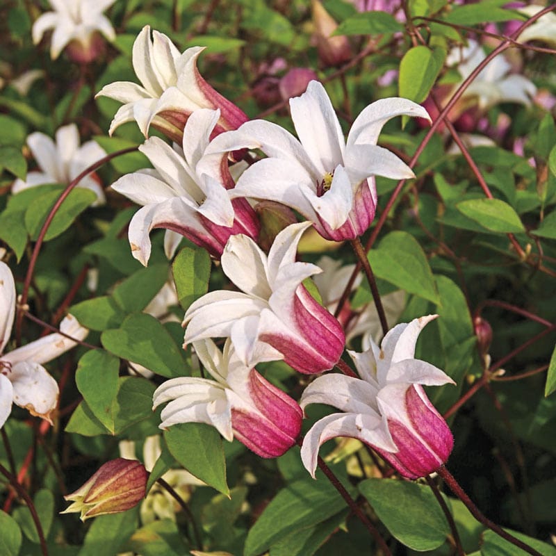 Clematis Princess Kate- Shop Clematis