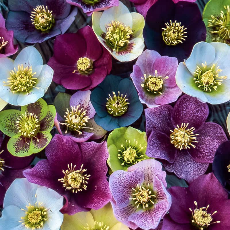 Superior Southern Lenten Rose Mix