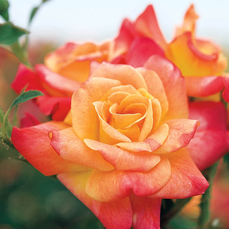 Joseph's Coat Climbing Rose for Sale - Rose Bushes