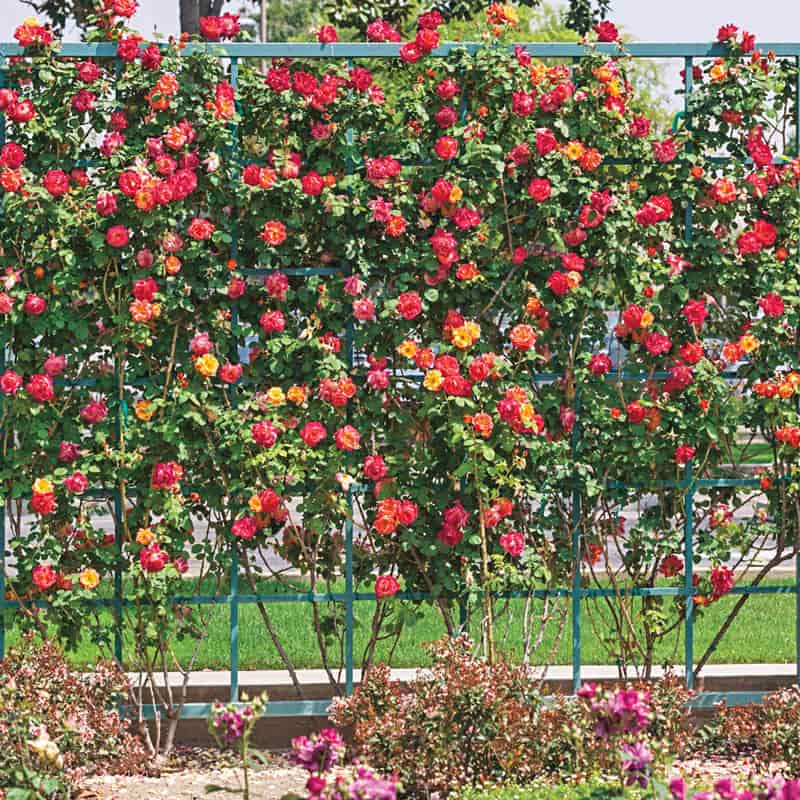 Joseph's Coat Climbing Rose for Sale - Rose Bushes