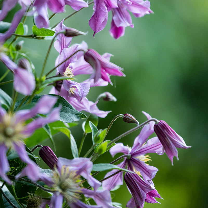 Clematis Sweetheart— Shop Clematis