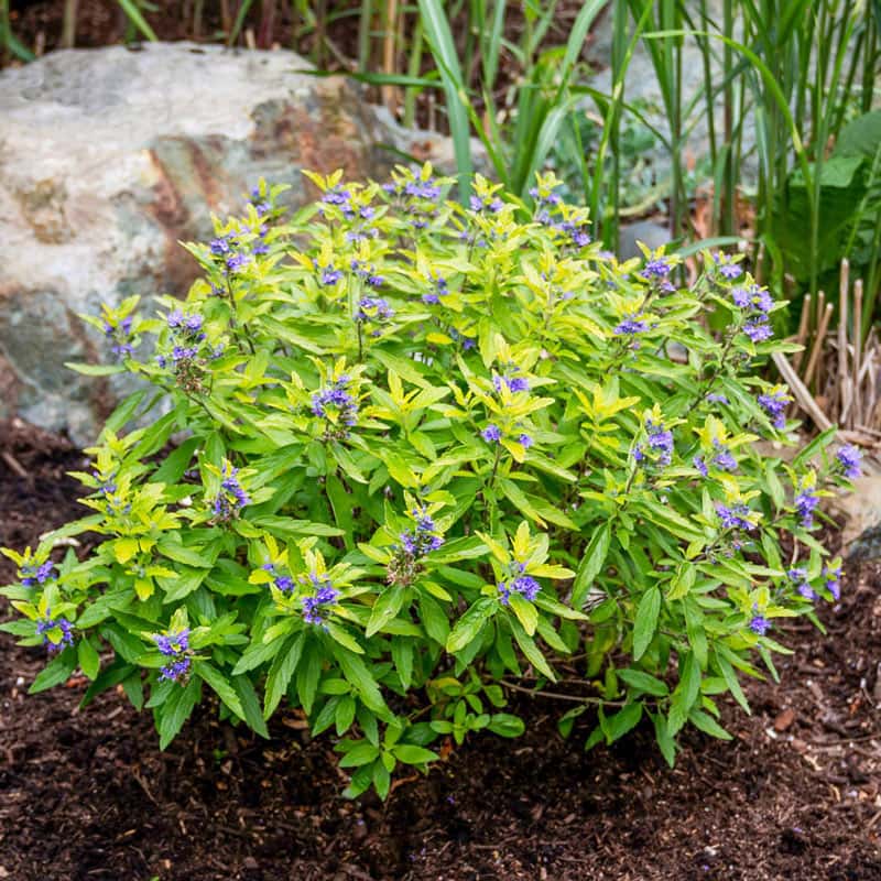 Beekeeper Caryopteris