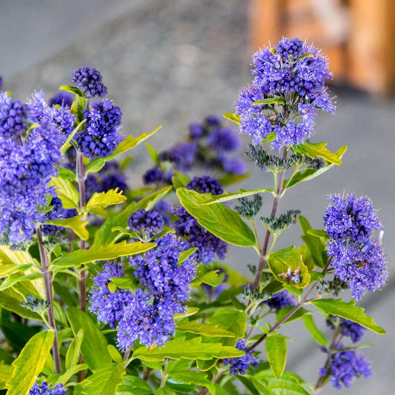 Beekeeper Caryopteris