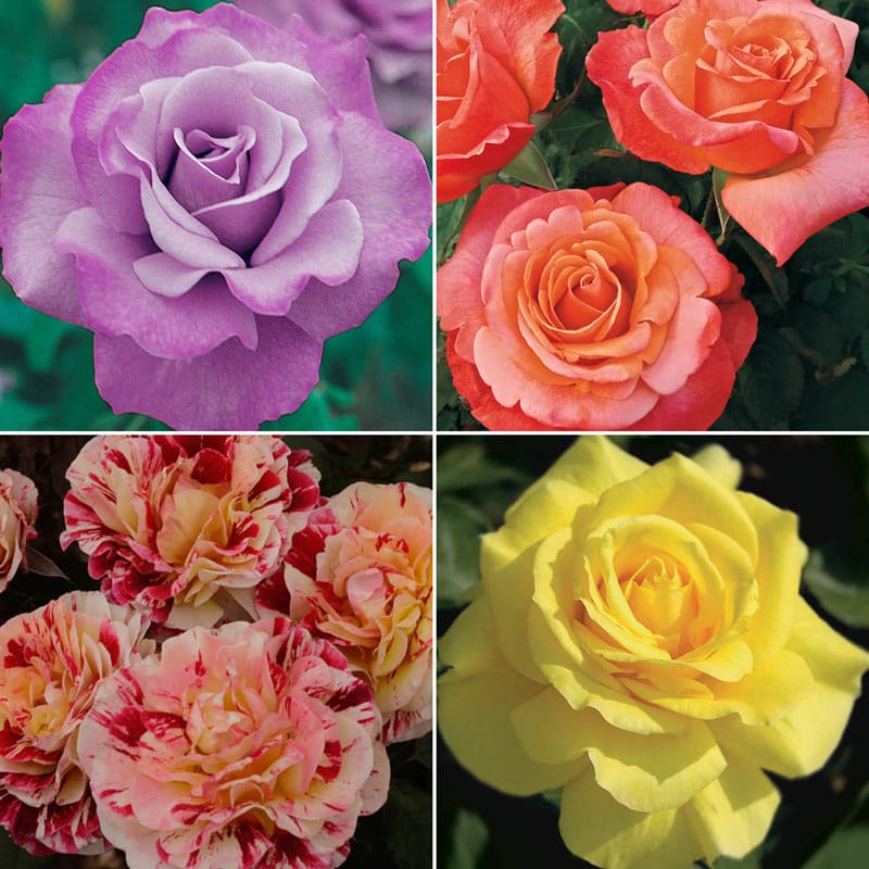 Our Choice Jumbo Floribunda Rose - Shop Jumbo Roses