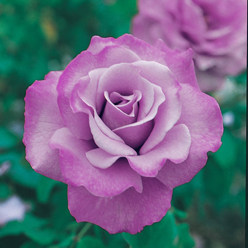 Our Choice Jumbo Floribunda Rose - Shop Jumbo Roses