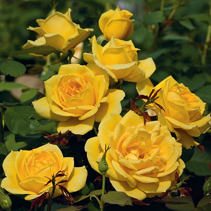 Our Choice Jumbo Grandiflora Rose - Shop Jumbo Roses