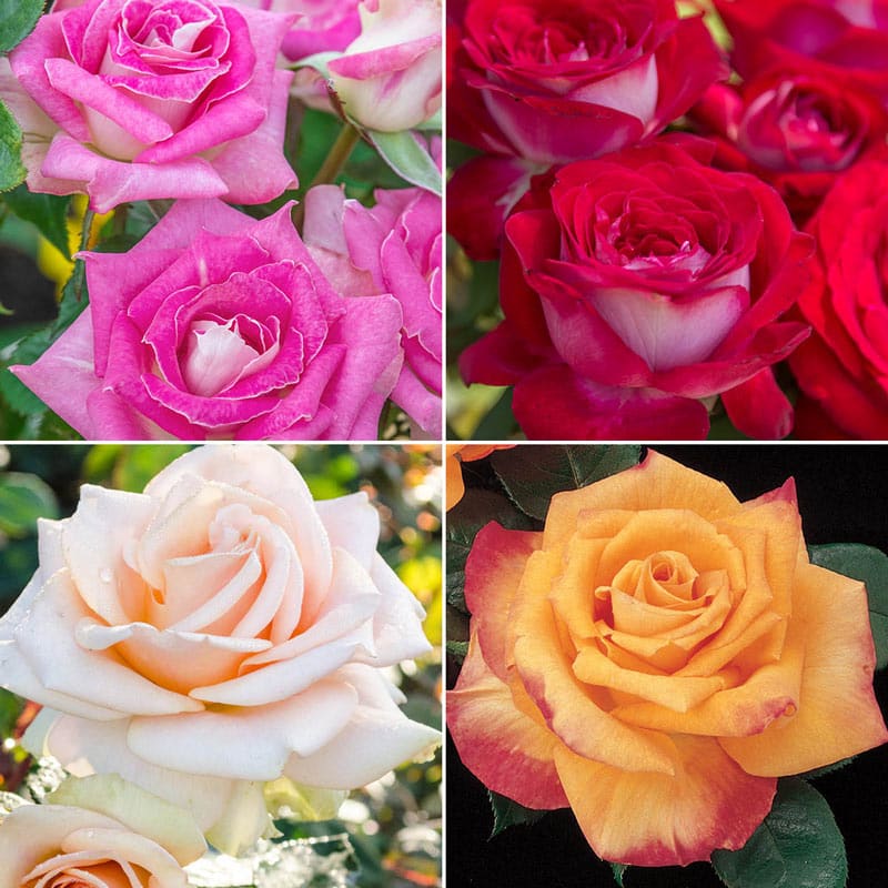 Our Choice Jumbo Hybrid Tea Rose - Shop Jumbo Roses