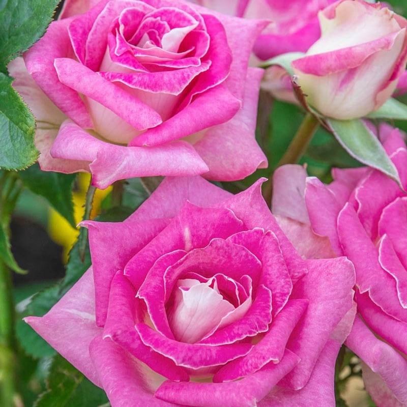 Our Choice Jumbo Hybrid Tea Rose - Shop Jumbo Roses