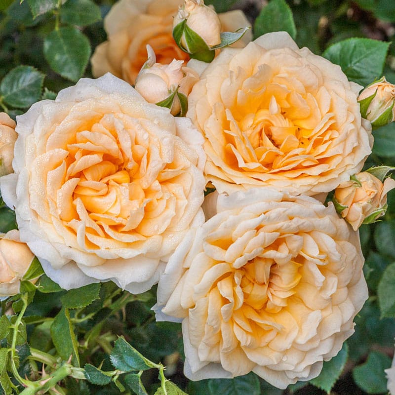 Our Choice Jumbo Shrub Rose - Shop Jumbo Roses