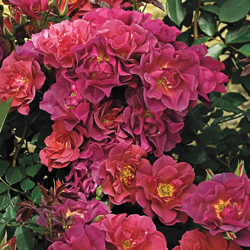 Cinco de Mayo Floribunda Rose - Buy Roses