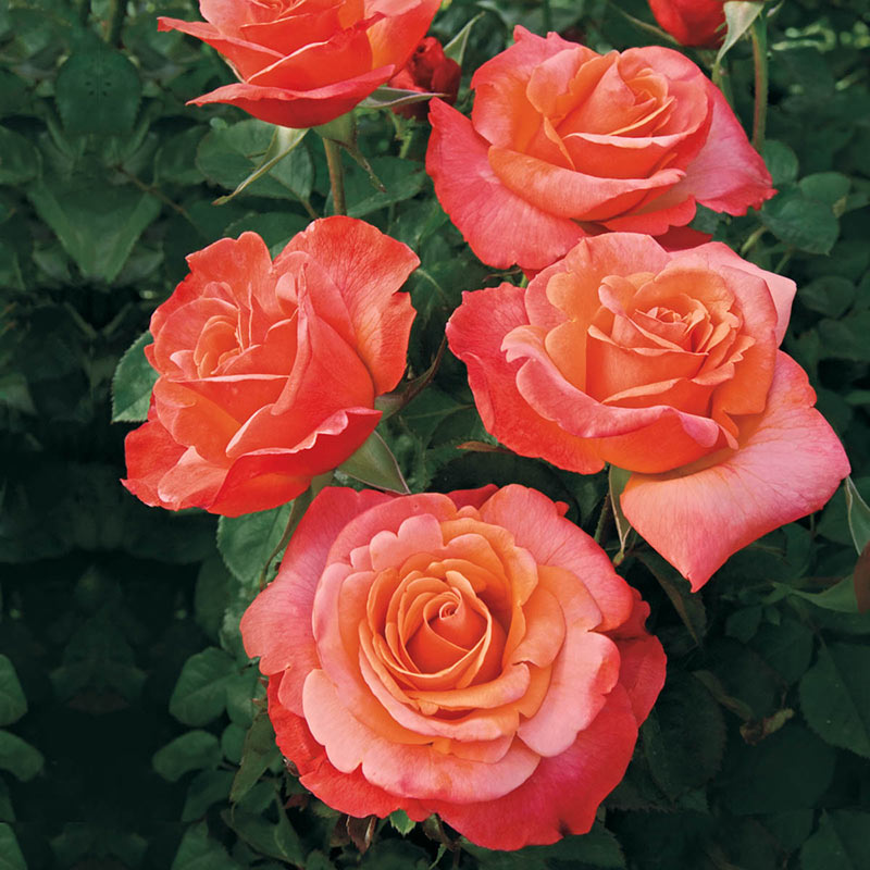 Colorific Floribunda Roses - Shop Roses