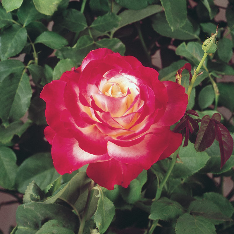 Double Delight Bi-Colored Rose