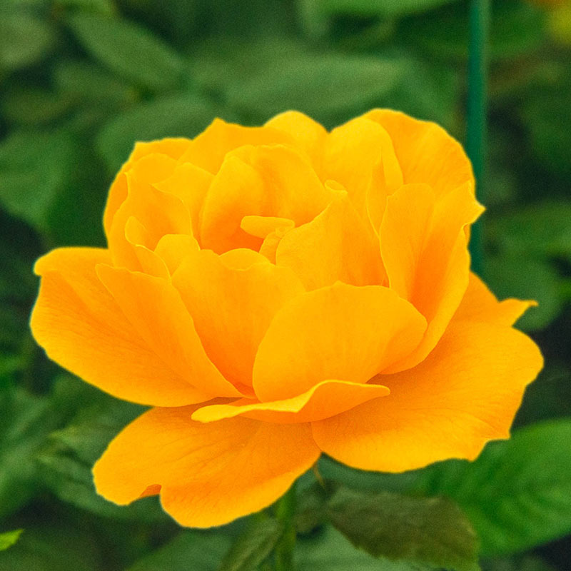 Easy Going Yellow Floribunda Rose