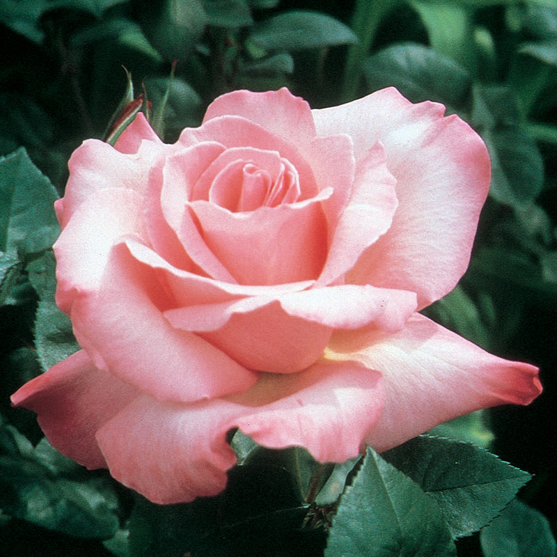 First Prize Hybrid Tea Rose