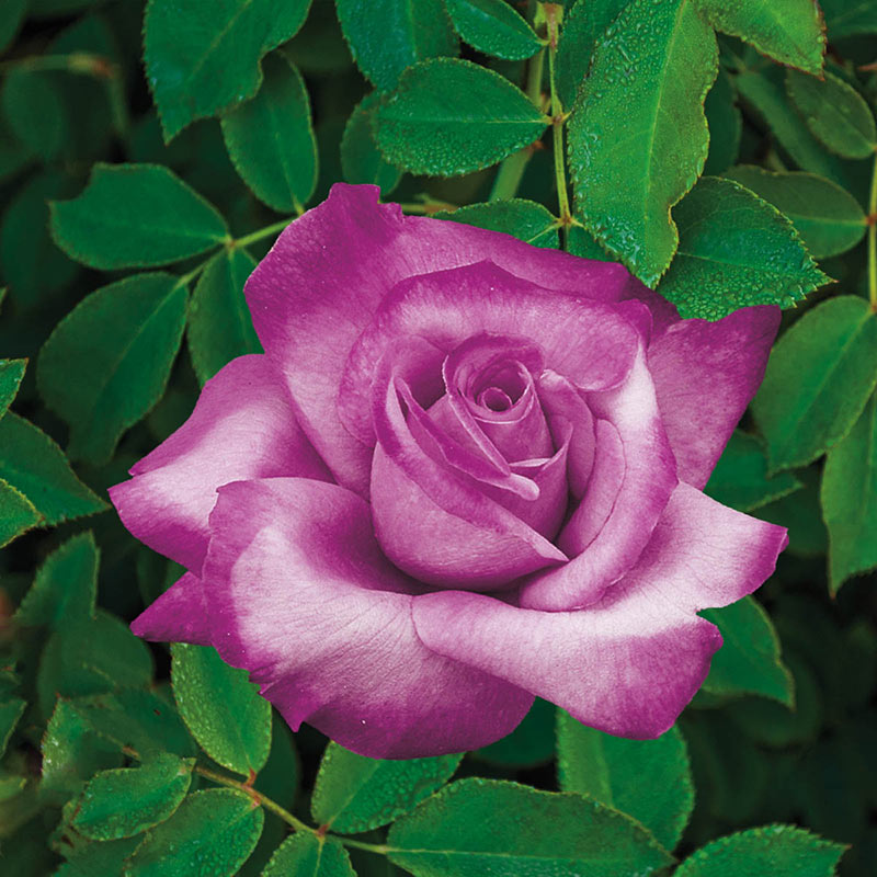 Fragrant Plum Grandiflora Rose