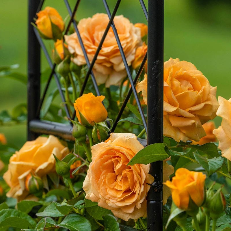 Golden  Climbing Rose