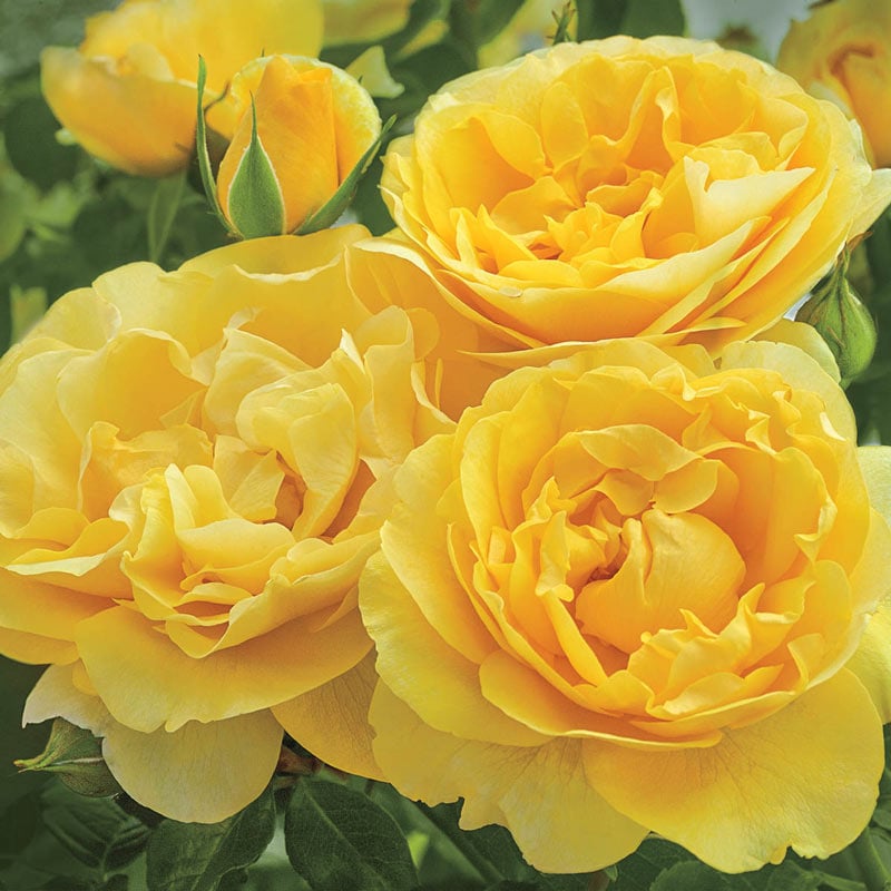 Grandiflora Rose - Buy Grandiflora Roses